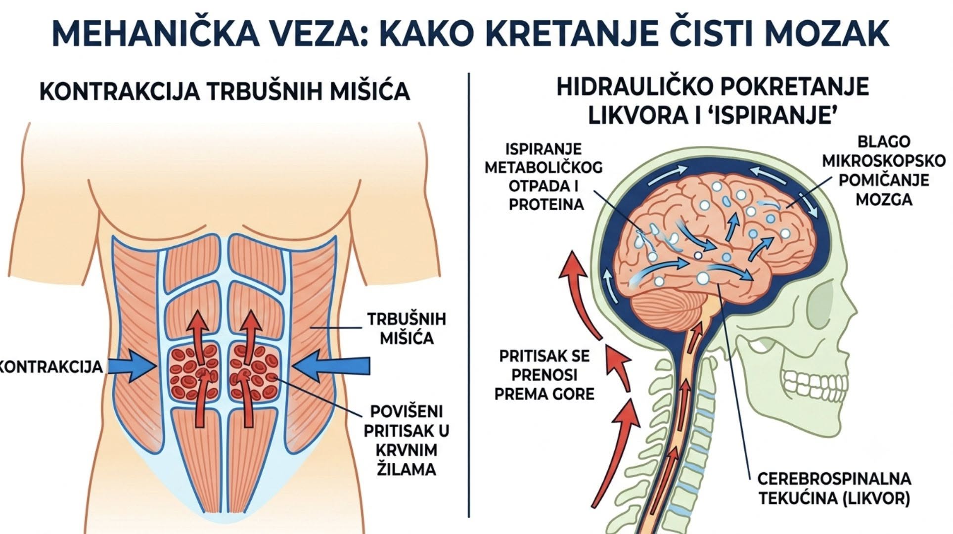 Kako kretanje doslovno pomaže „čistiti“ mozak?